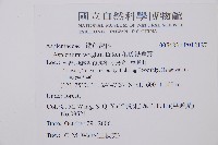 萊氏鐵角蕨藏品圖，第2張