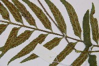 萊氏鐵角蕨藏品圖，第3張