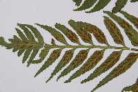 萊氏鐵角蕨藏品圖，第4張