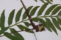 萊氏鐵角蕨藏品圖，第5張