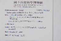 臺灣兩面複葉耳蕨藏品圖，第2張