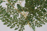 臺灣兩面複葉耳蕨藏品圖，第3張