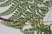 臺灣兩面複葉耳蕨藏品圖，第4張