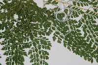 臺灣兩面複葉耳蕨藏品圖，第5張