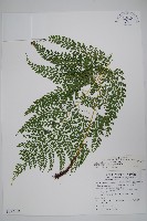 臺灣兩面複葉耳蕨藏品圖，第6張