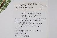 臺灣兩面複葉耳蕨藏品圖，第7張