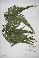 廣葉鋸齒雙蓋蕨藏品圖，第1張