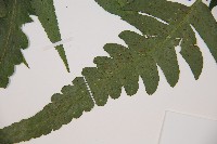 廣葉鋸齒雙蓋蕨藏品圖，第3張