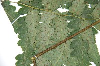 廣葉鋸齒雙蓋蕨藏品圖，第4張