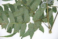 廣葉鋸齒雙蓋蕨藏品圖，第5張