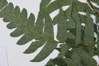 廣葉鋸齒雙蓋蕨藏品圖，第6張