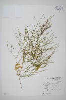 木賊葉石松藏品圖，第1張