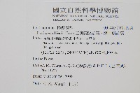 闊片鱗始蕨、錢氏鱗始蕨藏品圖，第2張