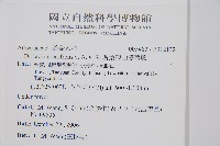 廣葉深山雙蓋蕨藏品圖，第2張