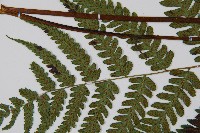 廣葉深山雙蓋蕨藏品圖，第4張