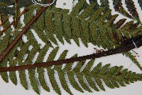 廣葉深山雙蓋蕨藏品圖，第5張