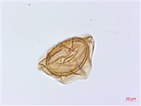 廣葉深山雙蓋蕨藏品圖，第2張