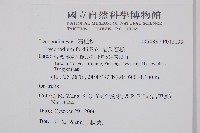 福氏石松藏品圖，第2張