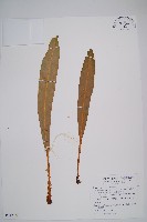 舌蕨藏品圖，第1張