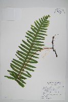 大葉水龍骨藏品圖，第1張