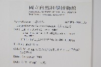 大葉水龍骨藏品圖，第2張