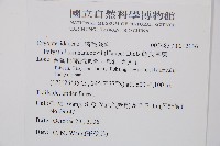 韓氏耳蕨藏品圖，第2張