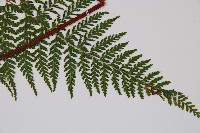 碗蕨藏品圖，第3張