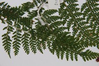 碗蕨藏品圖，第4張