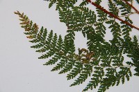 碗蕨藏品圖，第5張