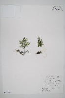 翅柄假膜蕨藏品圖，第1張