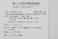 翅柄假膜蕨藏品圖，第2張