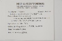 觀音三叉蕨藏品圖，第2張