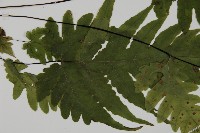 觀音三叉蕨藏品圖，第4張