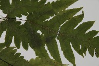 觀音三叉蕨藏品圖，第5張