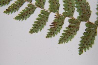 細裂蹄蓋蕨藏品圖，第5張