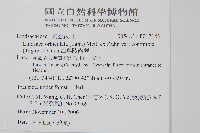 海島陵齒蕨藏品圖，第2張