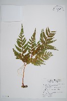 闊葉骨碎補藏品圖，第1張