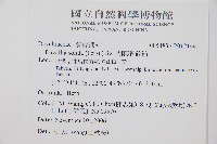 闊葉骨碎補藏品圖，第2張