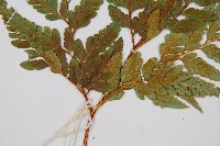 闊葉骨碎補藏品圖，第3張