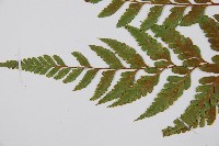 闊葉骨碎補藏品圖，第4張