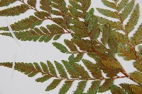 闊葉骨碎補藏品圖，第5張