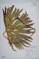 雙扇蕨藏品圖，第1張