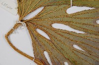 雙扇蕨藏品圖，第3張