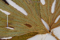 雙扇蕨藏品圖，第4張