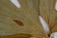 雙扇蕨藏品圖，第5張