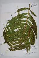 蘭嶼圓腺蕨藏品圖，第1張