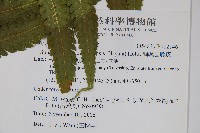 蘭嶼圓腺蕨藏品圖，第2張