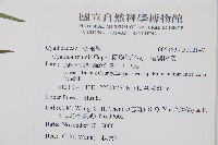 蘭嶼筆筒樹、蘭嶼桫欏藏品圖，第2張