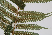 蘭嶼筆筒樹、蘭嶼桫欏藏品圖，第3張