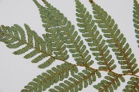 蘭嶼筆筒樹、蘭嶼桫欏藏品圖，第4張